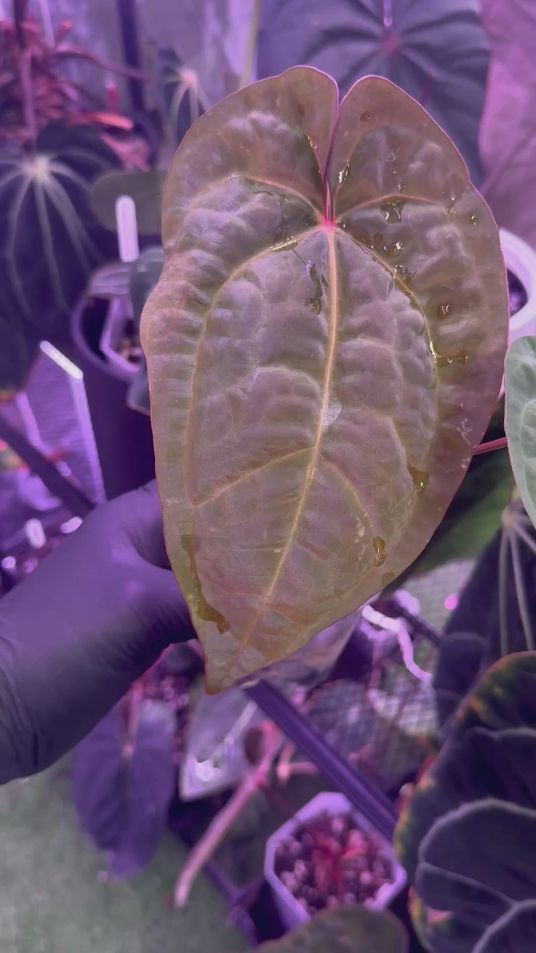 Anthurium Udaka x RG dressleri clone#2