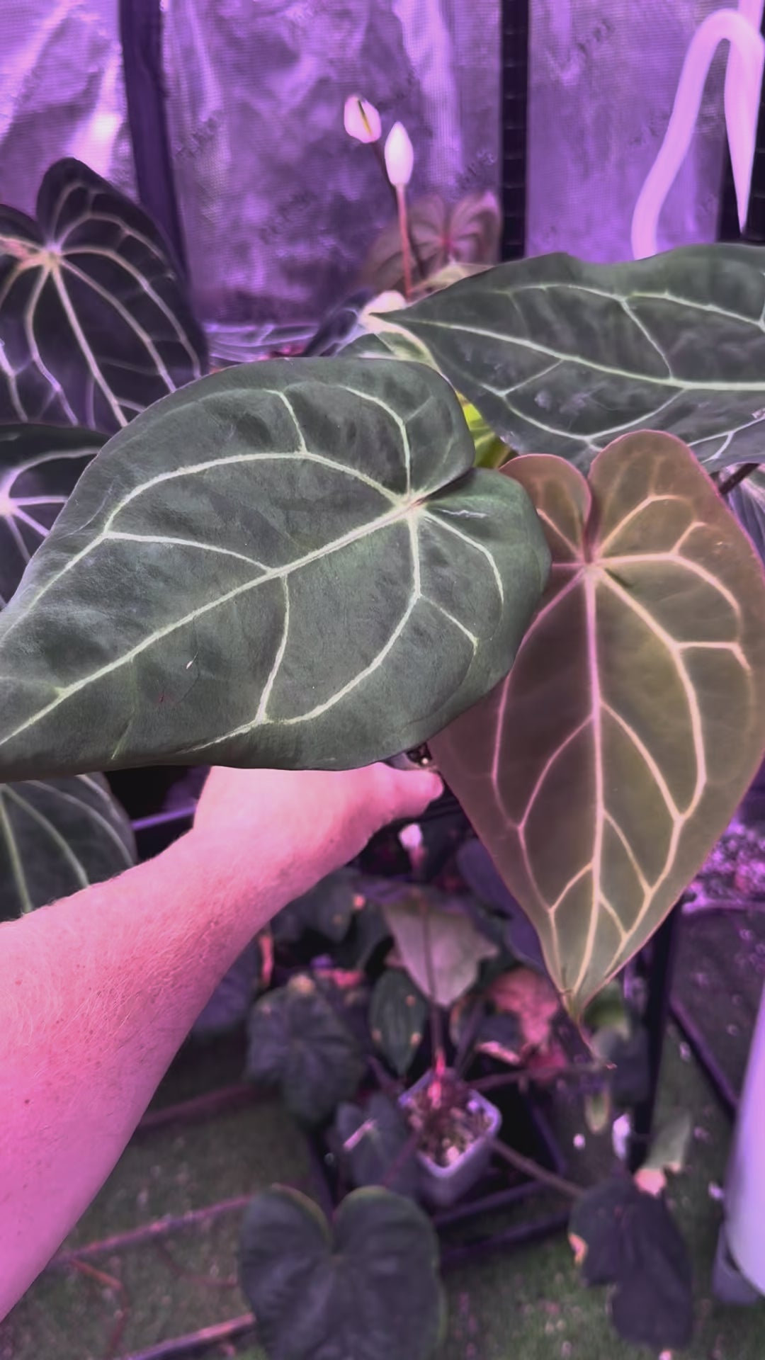 Anthurium carlablackie 'Round xGPH001' X Black Widow x Michelle 01
