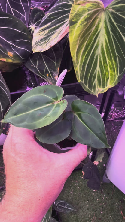 Anthurium "Tim Anderson Stripey"  X "Araña" 02