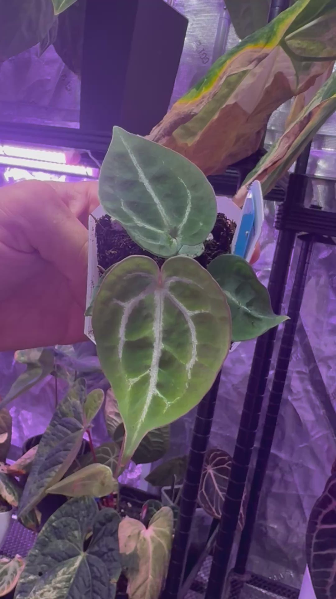 Anthurium Chocolate Crystal x Tezula Red Crystal