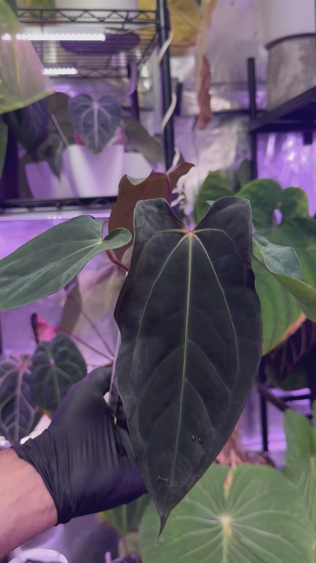 CaRL 2.0 - Anthurium carlablackiae (BUZ1 x RA8) x Ralph Lynam clone