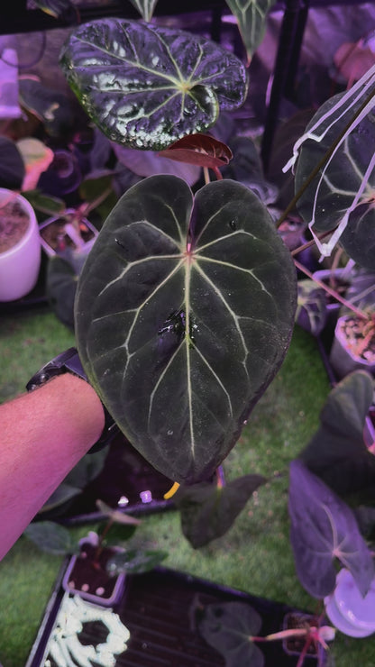 Anthurium Black Widow x Michelle X (dorayaki x BVEP) mature flowering