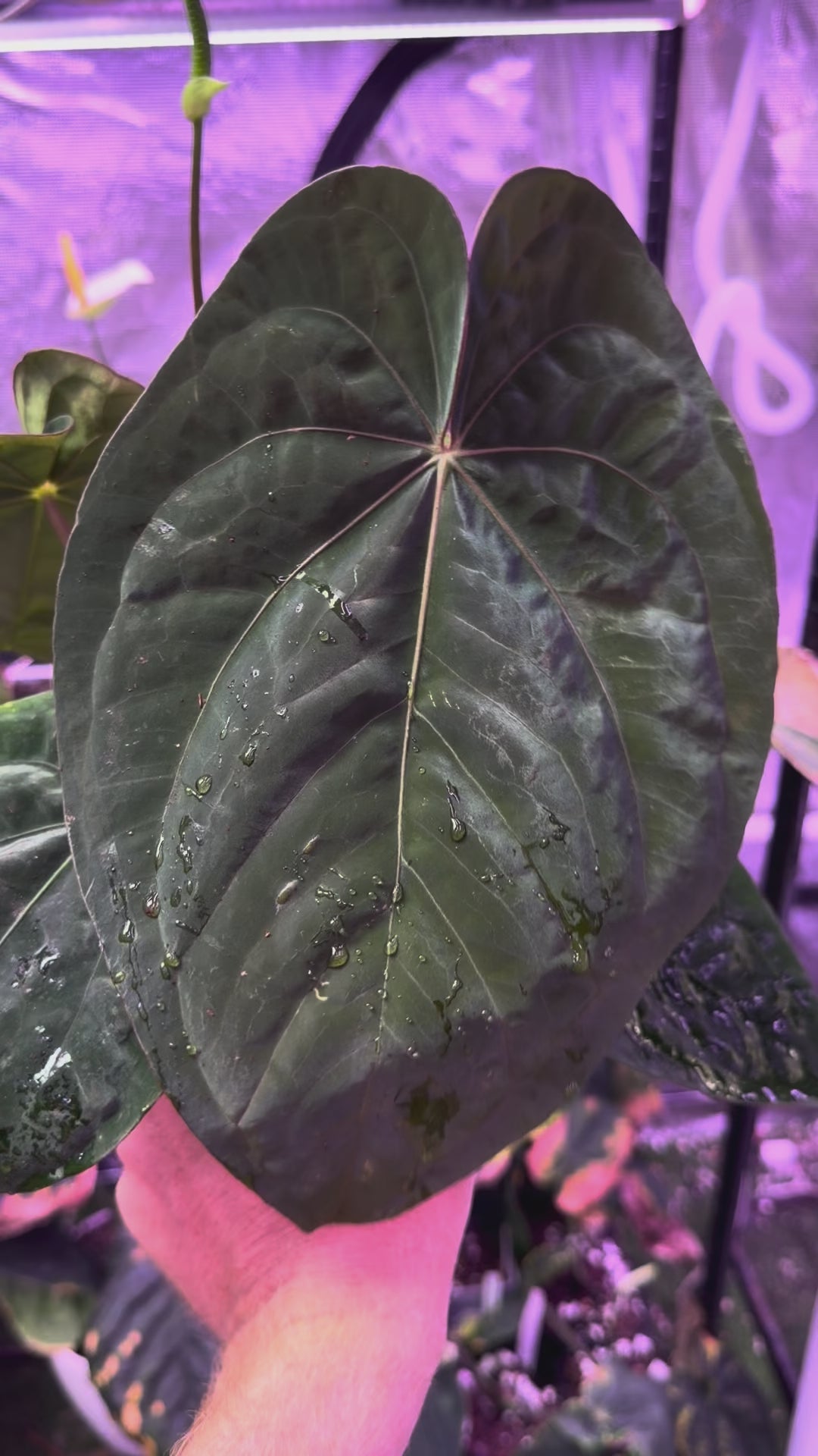 Anthurium papillilaminum RA5 x dressleri F3 Flowering