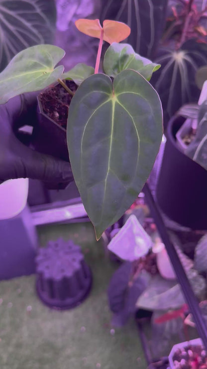Anthurium ‘pap X’ x ?