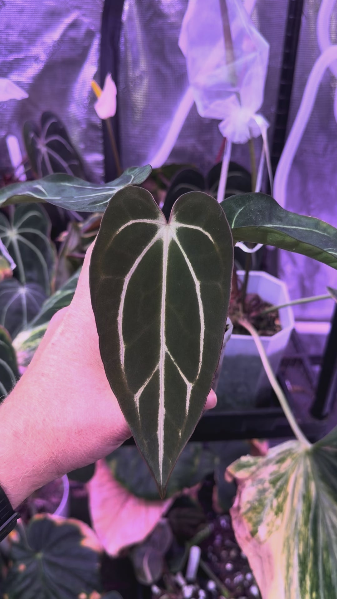 Anthurium carlablackiae “GPH001 x self” X “RA5x10” AC
