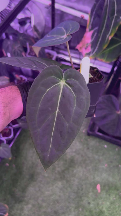 Anthurium Araña’ x Tim Anderson ‘Stripey’