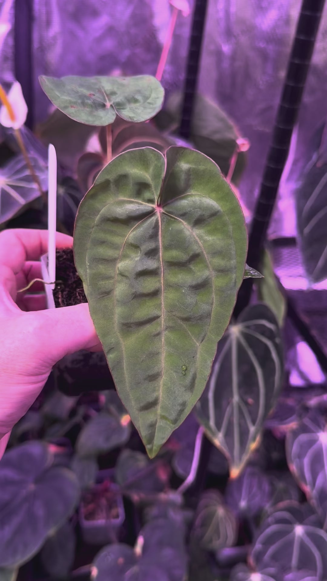 Anthurium "Udaka" x dressleri RG founder clone #2 A