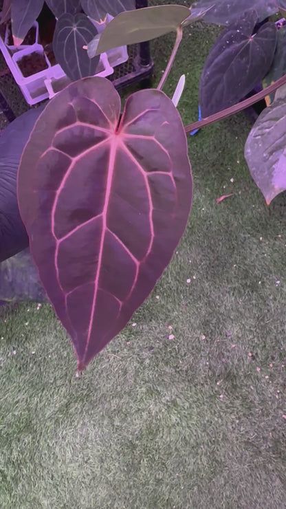 Anthurium carlablackiae ‘Round x GPH001’ x Black Widow Michelle