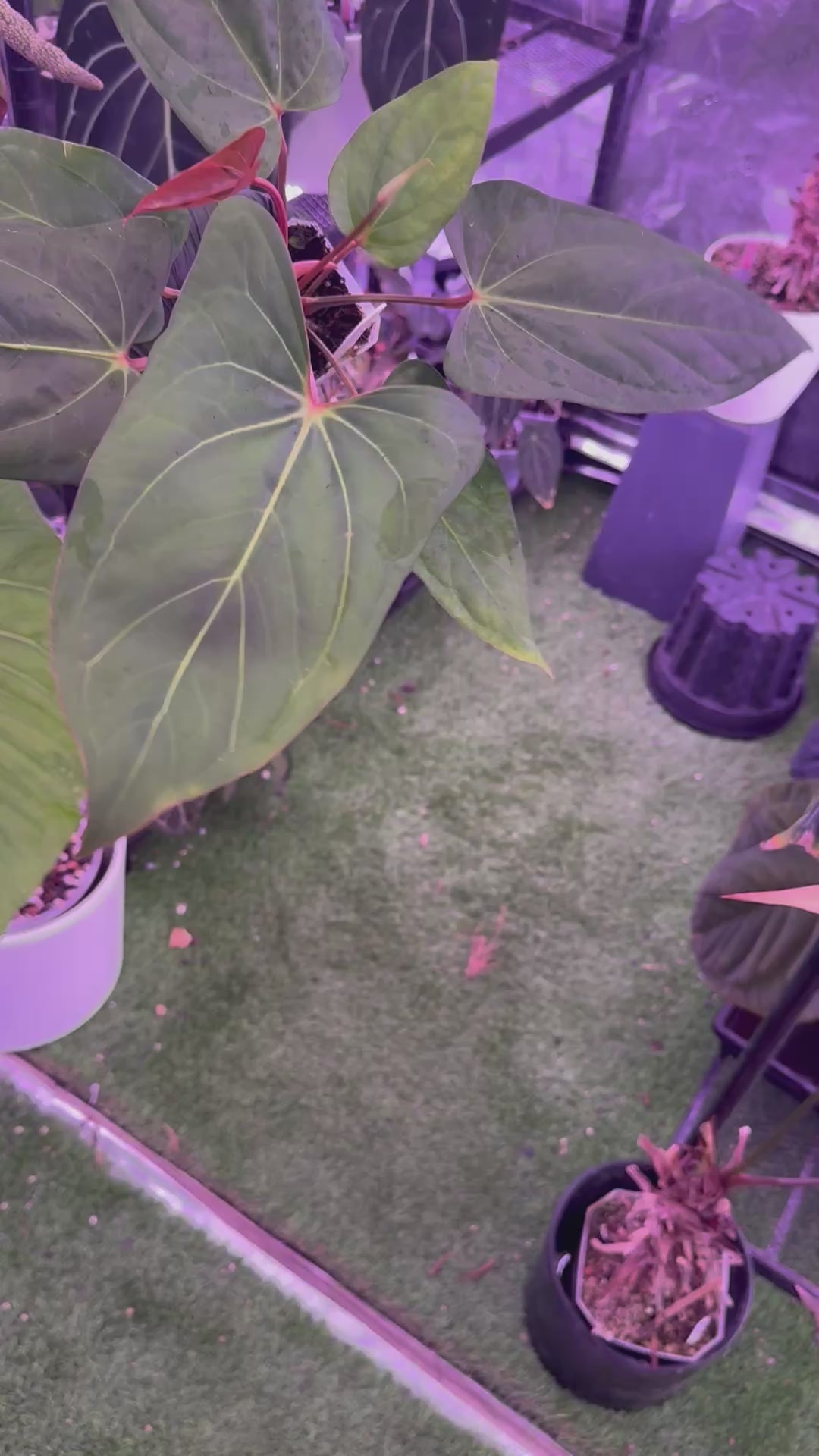 Anthurium carlablackiae RA15 x ustuopoense