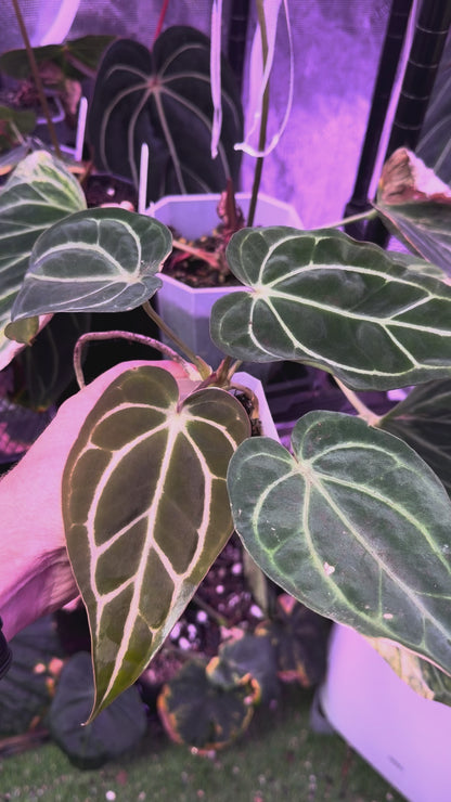 Anthurium carlablackiae RA5x10 X PM1 AA