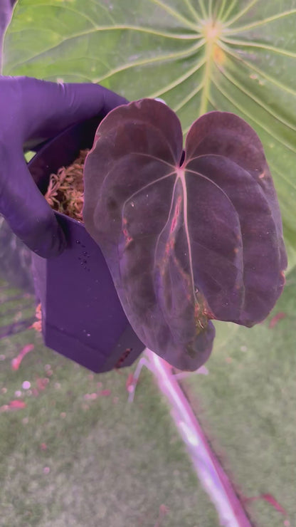 Anthurium BVEP RA9 clone