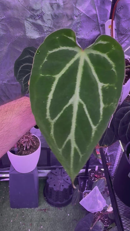 Anthurium FTG x Stripey