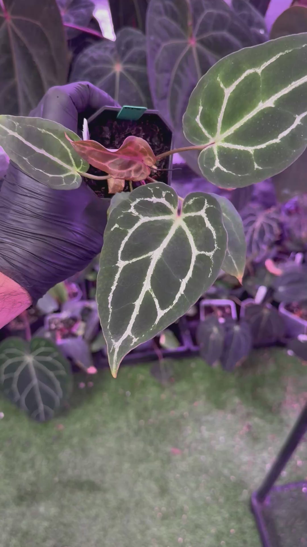 Anthurium Chocolate Crystal x Black Widow Michelle