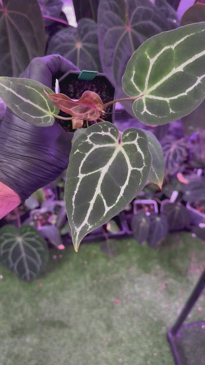 Anthurium Chocolate Crystal x Black Widow Michelle