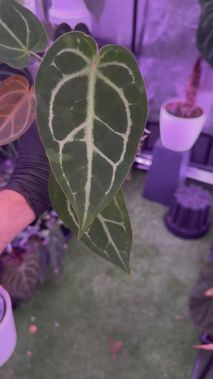 Anthurium FTG crystal x Stripey