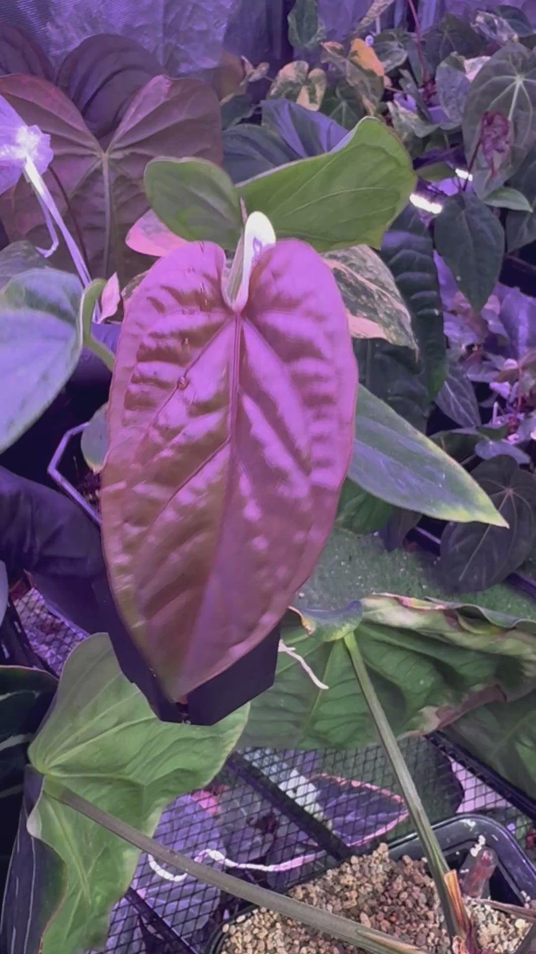 Anthurium dressleri x debile