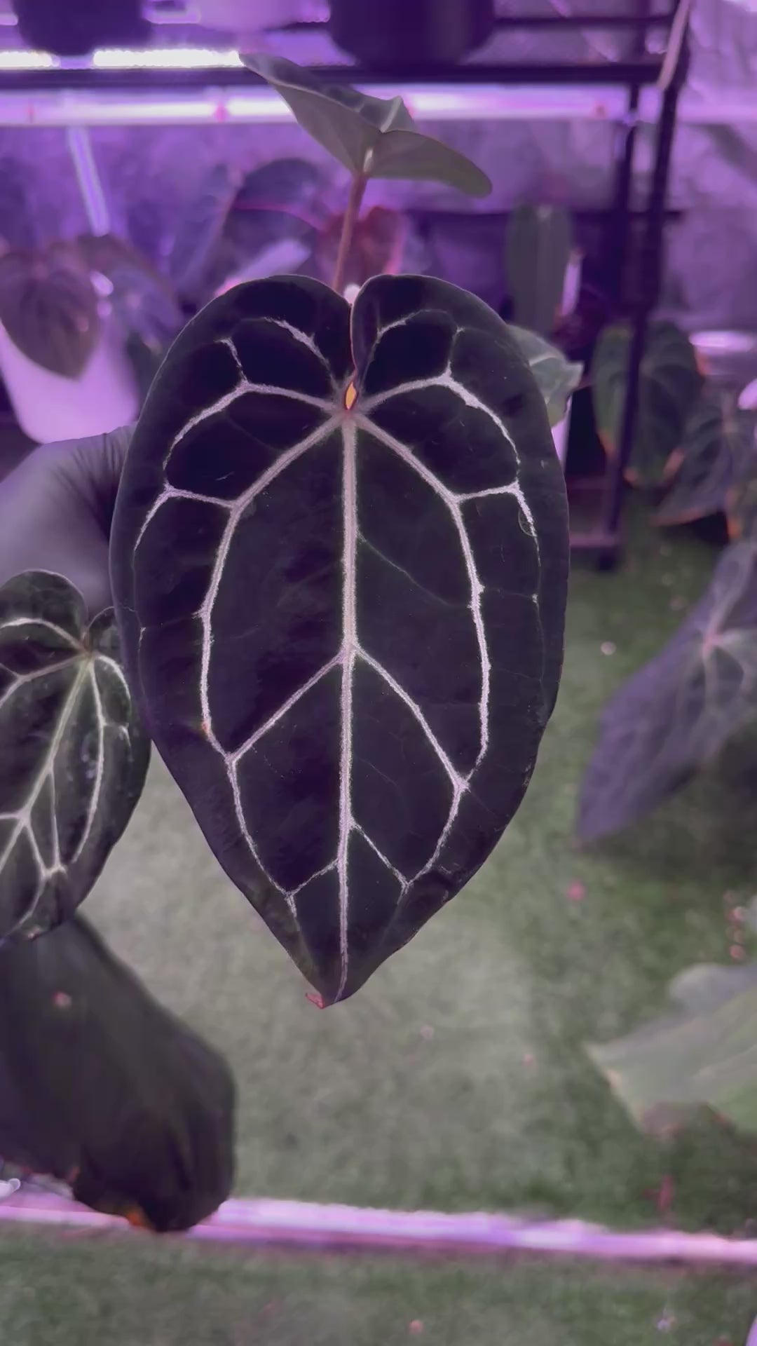 Anthurium (BVEP x ‘Black Widow x Michelle) x ‘Black Widow x Michelle’