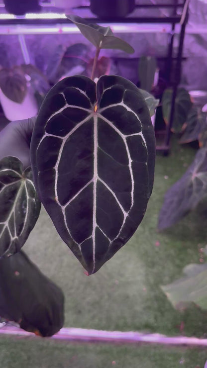 Anthurium (BVEP x ‘Black Widow x Michelle) x ‘Black Widow x Michelle’