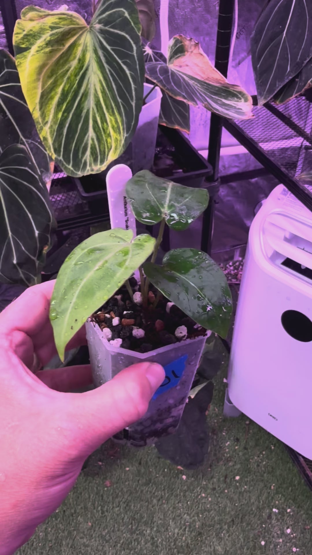 Anthurium "Snake Oil Buz 2" X "Black Cherry" - variegated seedling 01