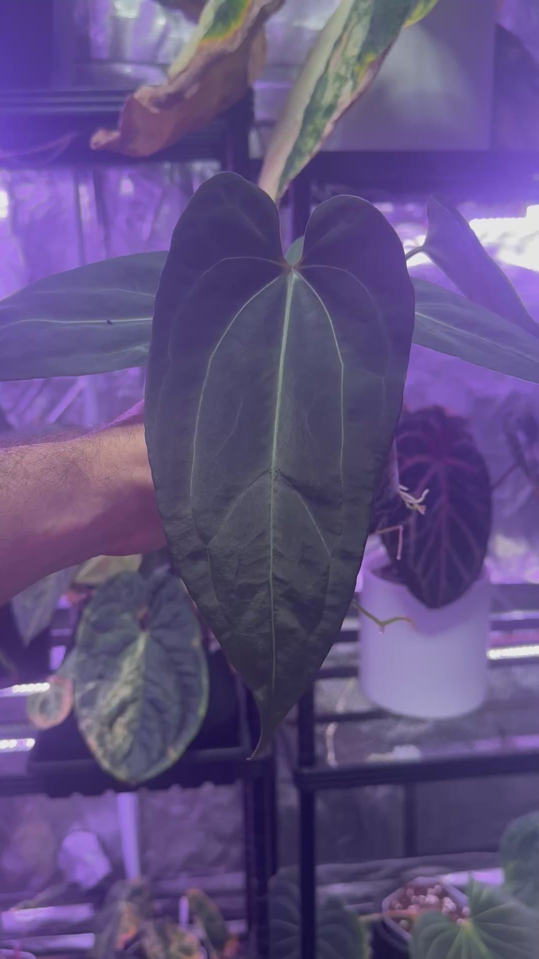 Anthurium (carlablackiae x “Black Widow x Michelle”) x PapX