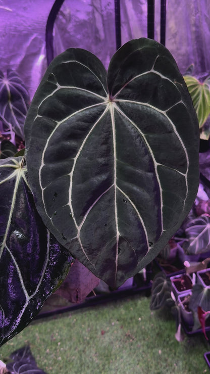Exceptional Anthurium carlablackiae “District” x RA8