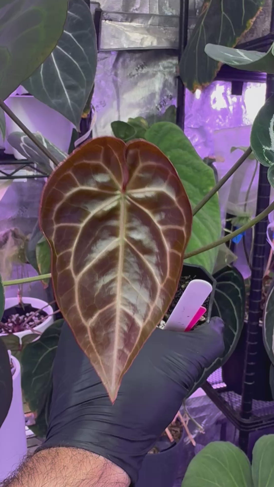 Anthurium crystallinum “Chocolate” x “Black Widow x Michelle”