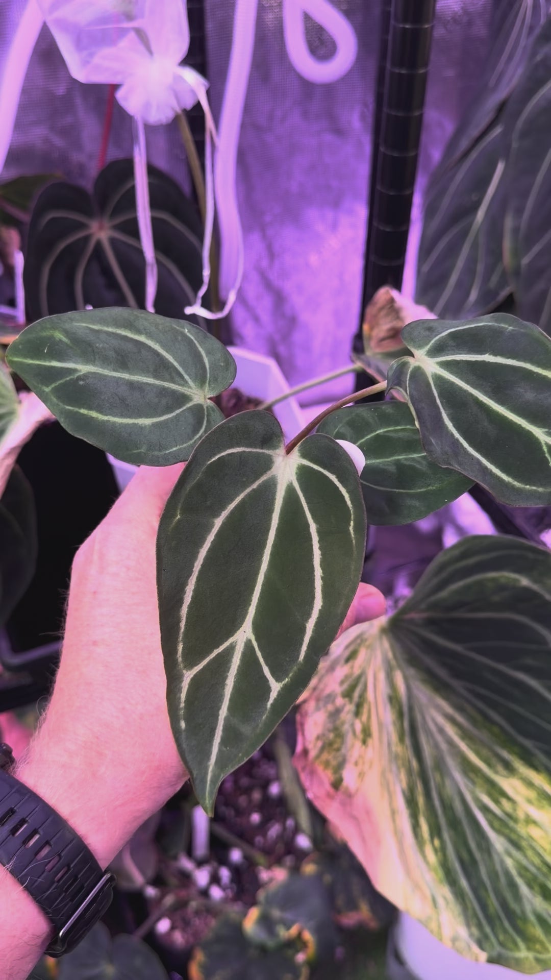 Anthurium carlablackiae RA5x10 X PM1 AB