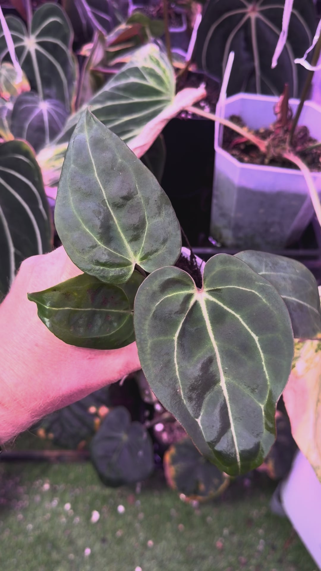 Anthurium "Tim Anderson Stripey"  X "Araña" AB
