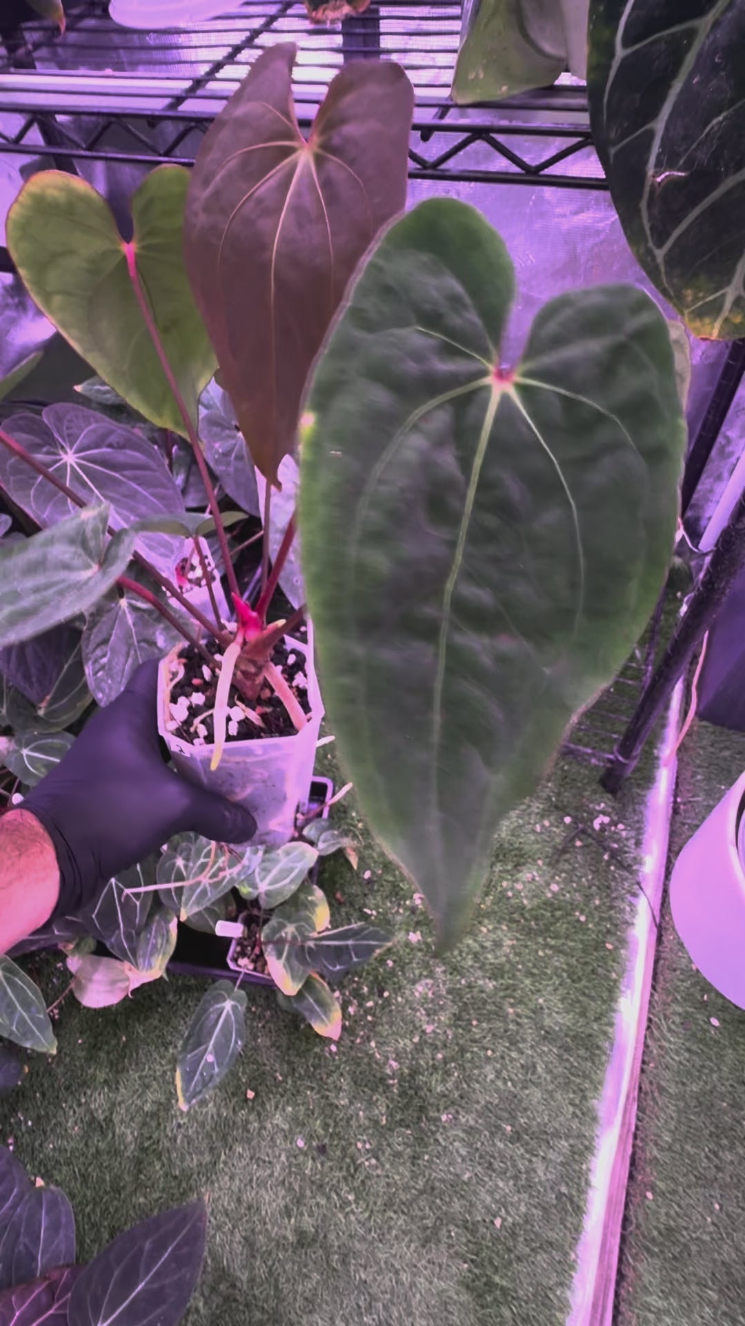 Anthurium (dressleri x carlablackiae clone B) X RVDP