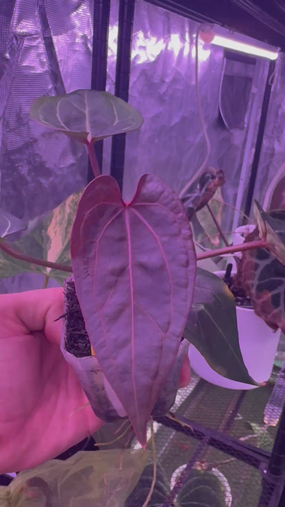 Anthurium Dorito x Tezula Red Crystal