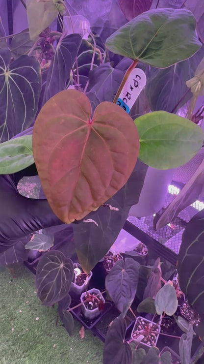 Anthurium (Circus Peanuts  x Red Crystal) x kunayalense RA2