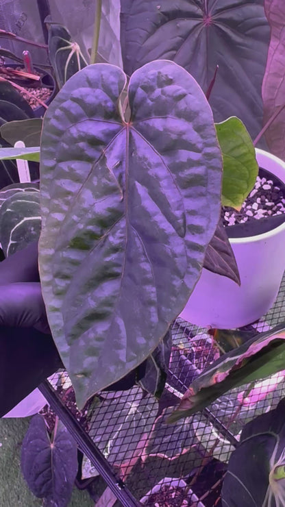 Anthurium dressleri x debile