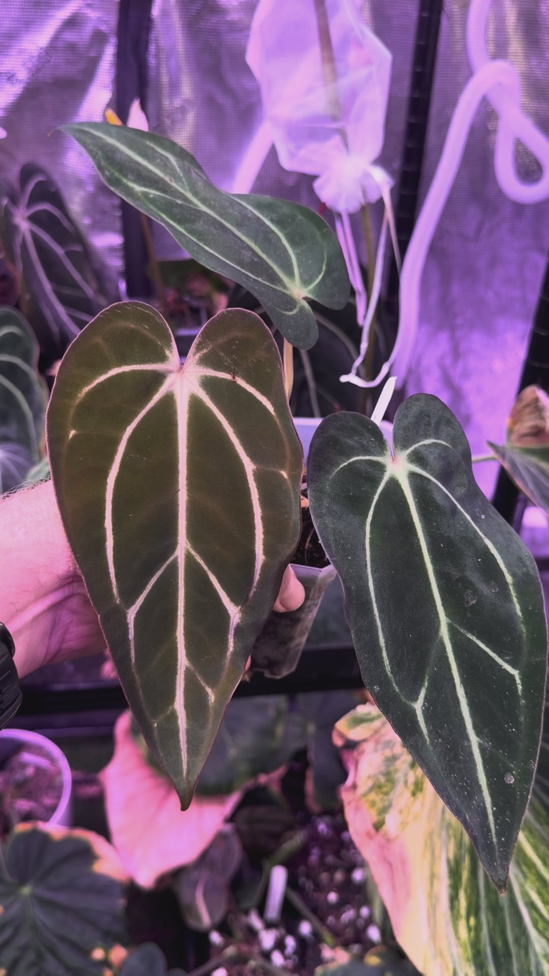 Anthurium carlablackiae “GPH001 x self” X “RA5x10” AA