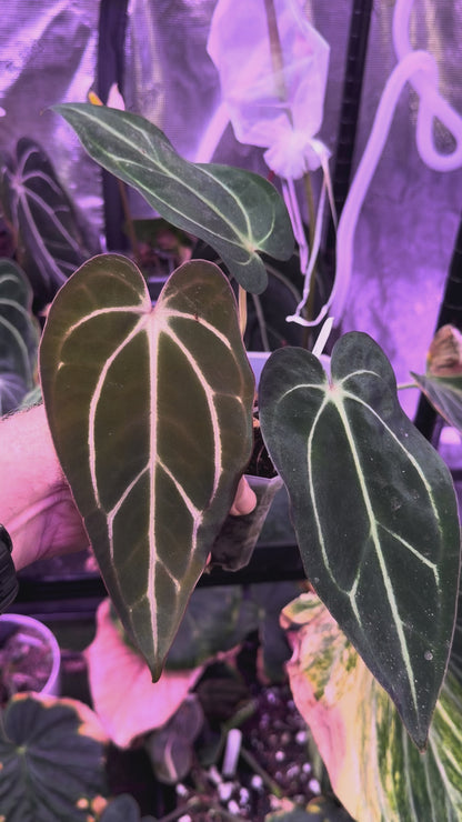 Anthurium carlablackiae “GPH001 x self” X “RA5x10” AA