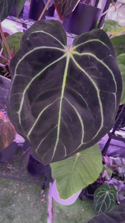 Anthurium carlablackiae OG4 x RA8