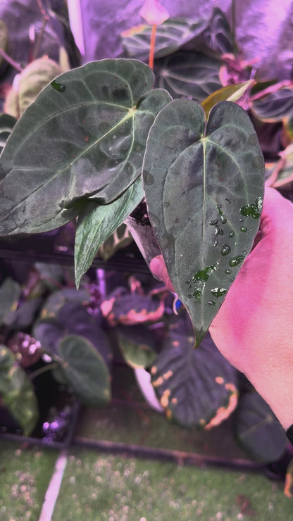 Anthurium “Black Cherry” X carlablackiae RA8 - 03