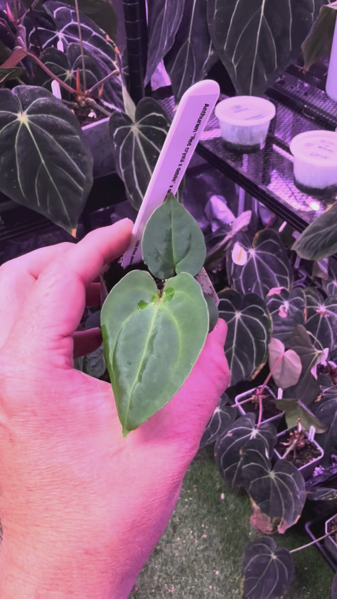 Load video: Anthurium (Red crystal x debile) x carlabalckiae RA8 A
