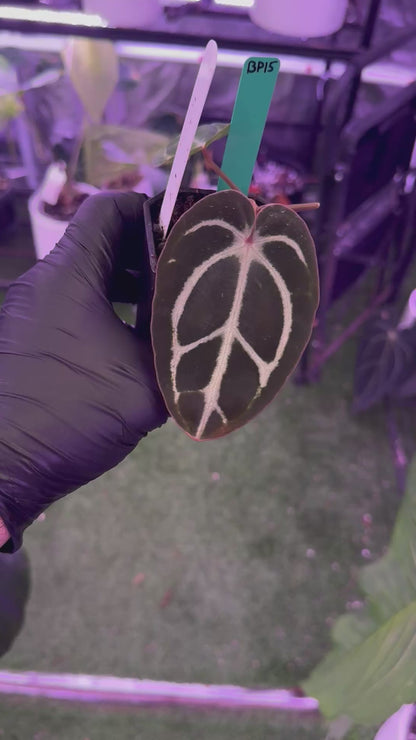 Anthurium carlablackiae RA10 x ?