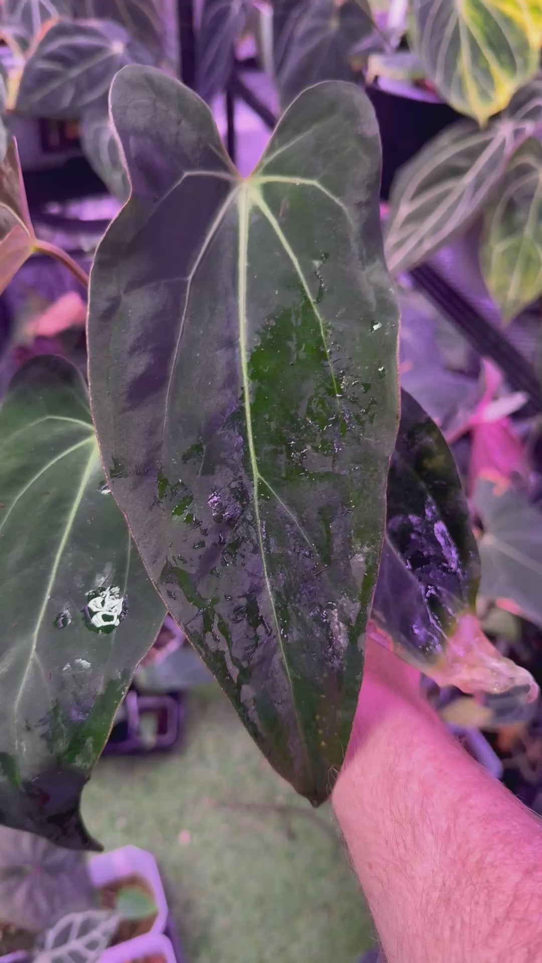 Anthurium (carlablackiae x portillae) X (papillilaminum ‘Fort Sherman’ x dressleri RG F2)