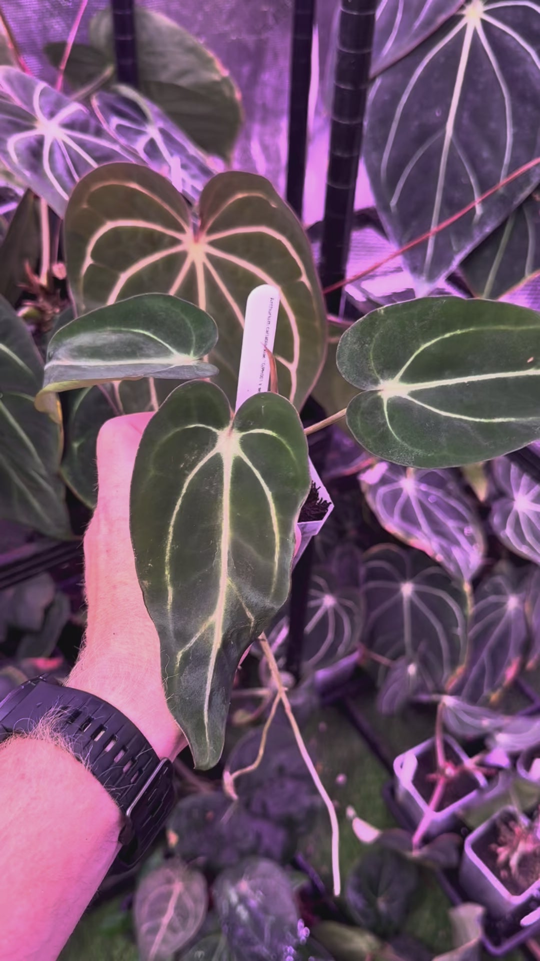 Anthurium carlablackiae “GPH001 x self” X “RA5x10” C