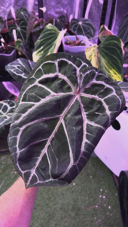 Anthurium red crystallinum "Tezula F3" X self - mature