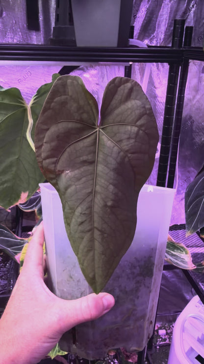 PanaMama 2.0 Prop