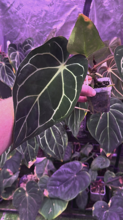 Anthurium carlablackiae RA4 x PM1 - mature