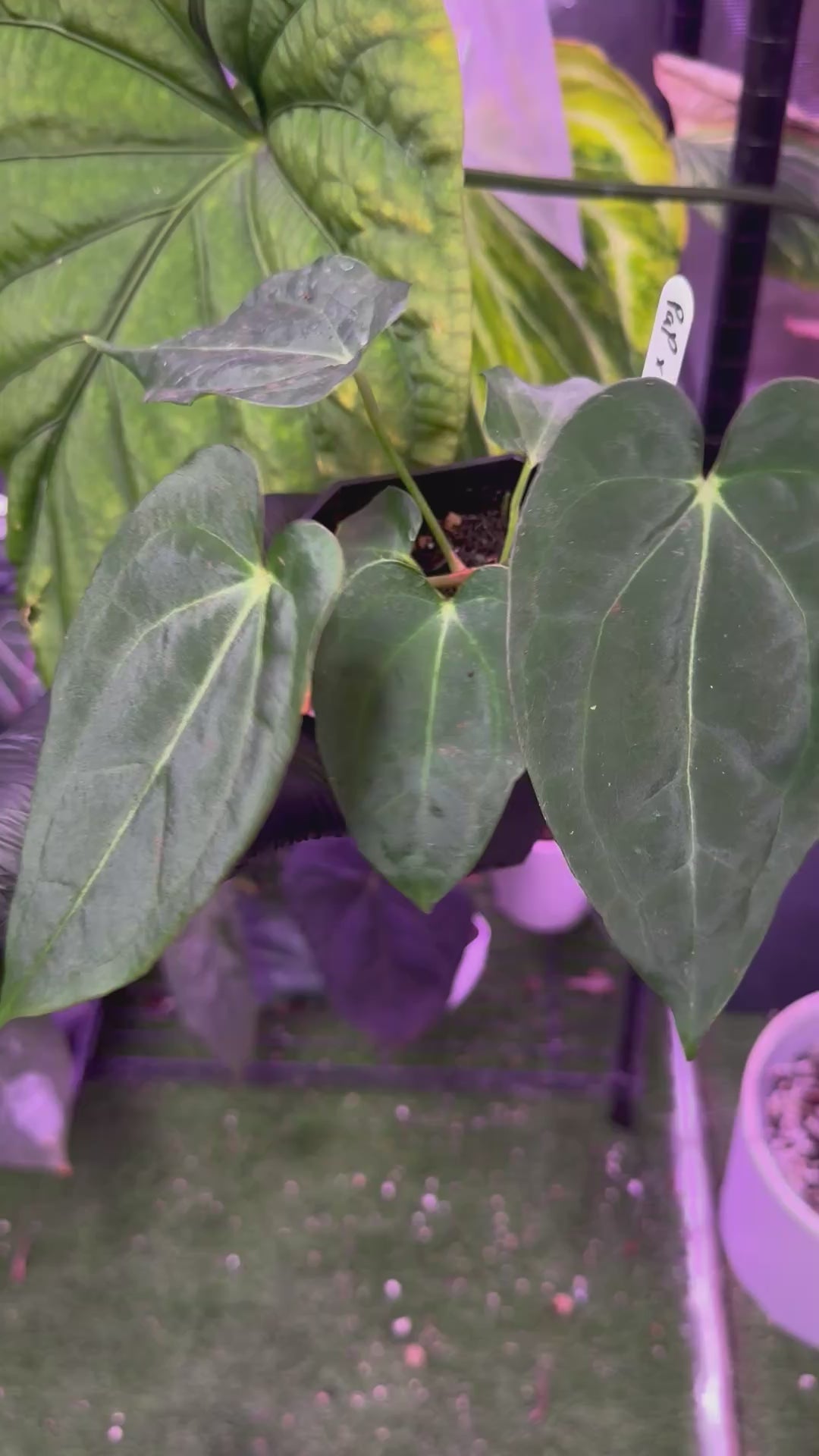 Load video: Anthurium papillilaminum x dressleri x carlablackiae