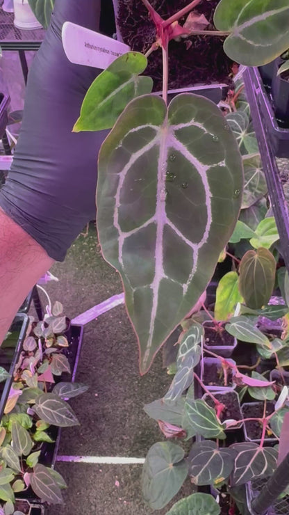 Anthurium  Chocolate Crystal x Black Widow Michelle