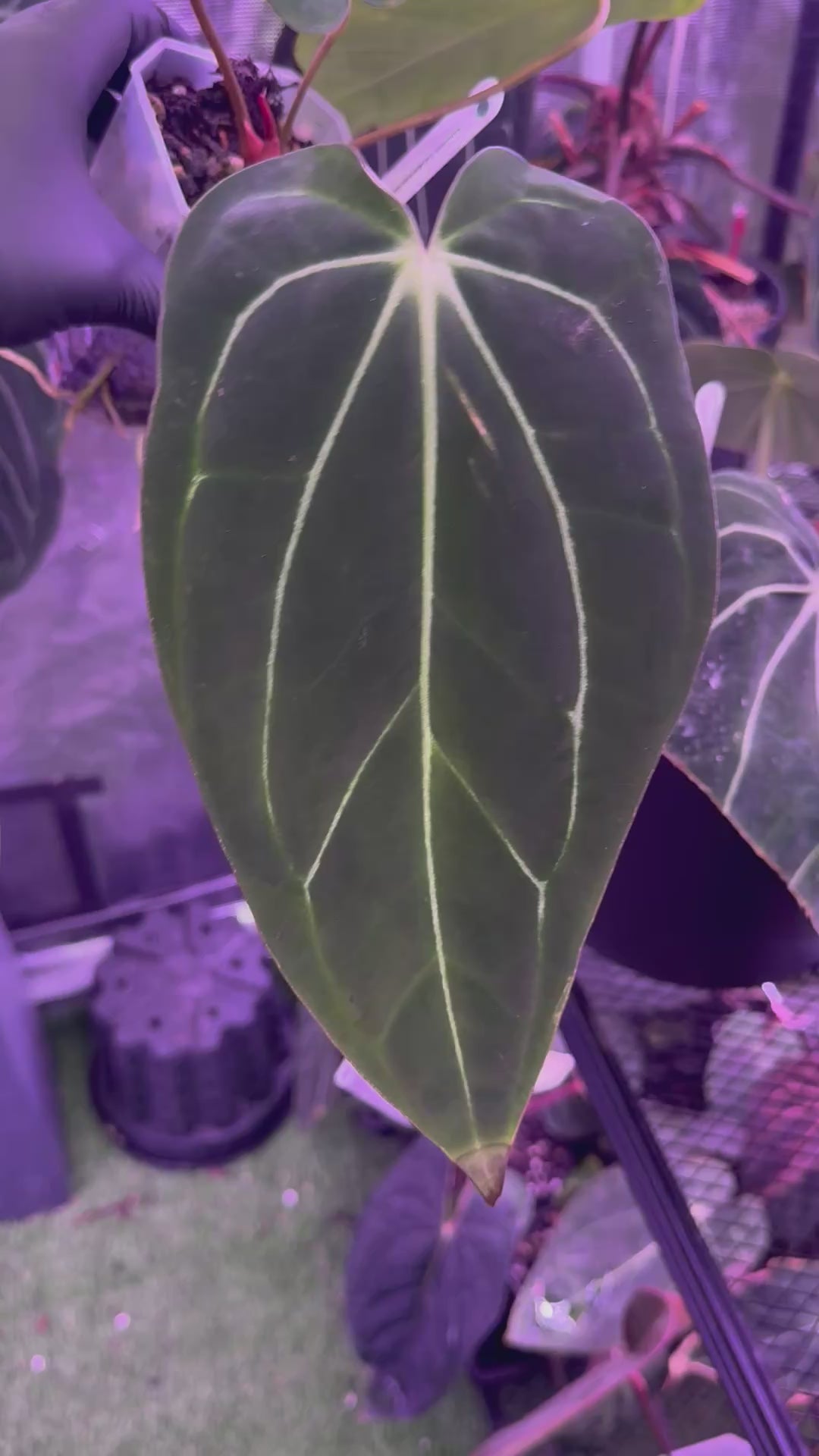 Anthurium carlablackiae RA4 x Snake Oil