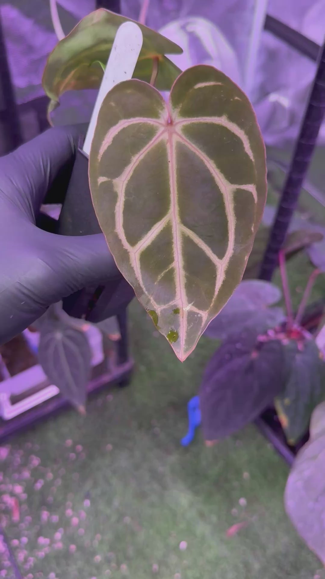 Anthrium carlablackiae RA10 x ?