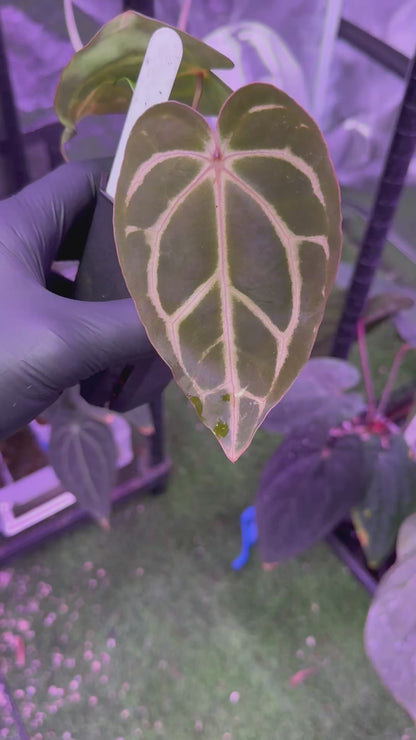 Anthrium carlablackiae RA10 x ?