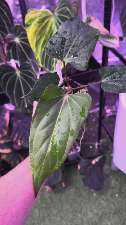 Anthurium carlablackiae RA15 x ustopoense 03