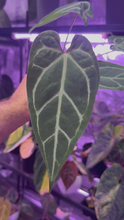 Anthurium FTG crystallinum x Tim Andersons “Stripey”